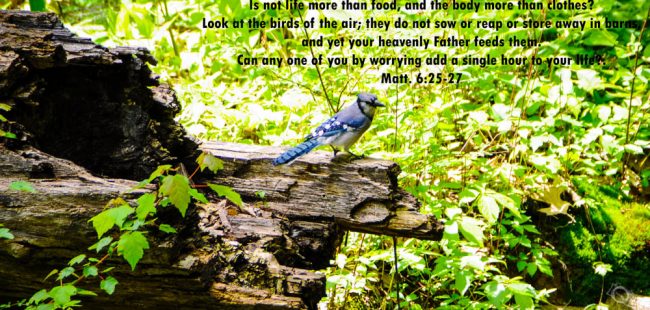bird with verse