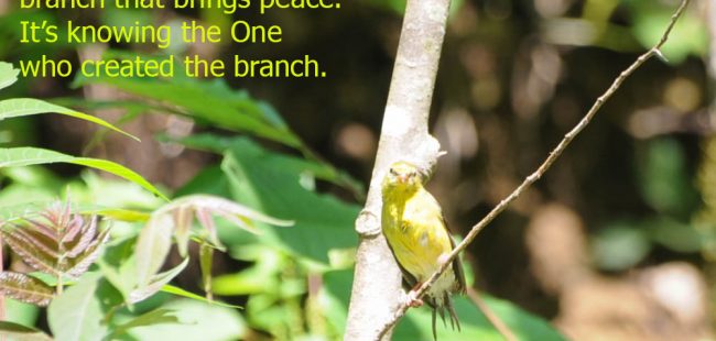 Peace quote