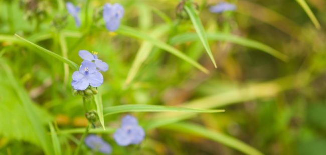 Nature_7712-3