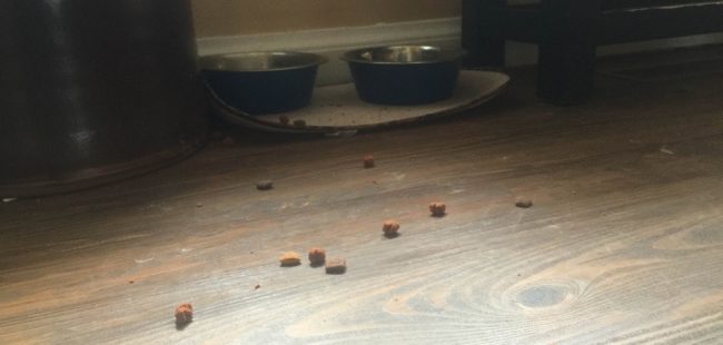 dog food two
