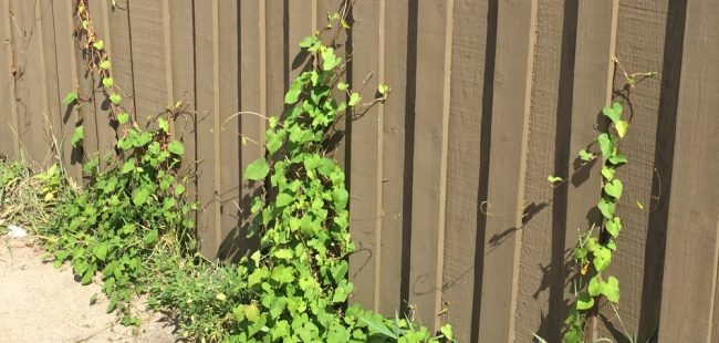 hearts-on-fence