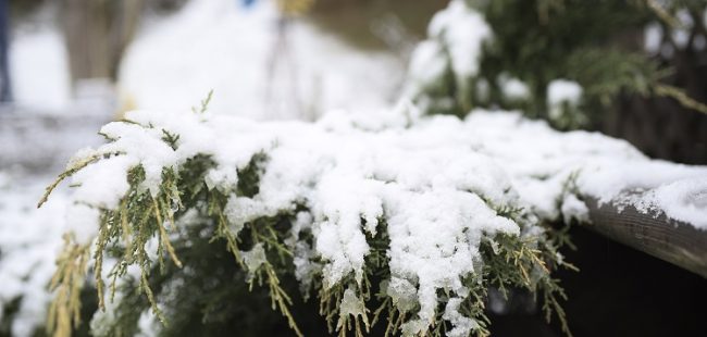 snow bush
