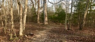 path in woods