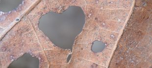 leaf heart edited