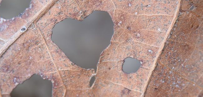 leaf heart edited