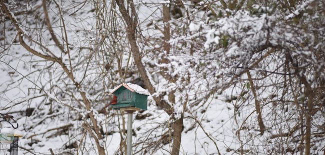 cardinal in snow