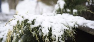 snow bush