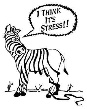 What does a zebra have to do with anything?!?!