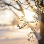 A Walk Through Winter