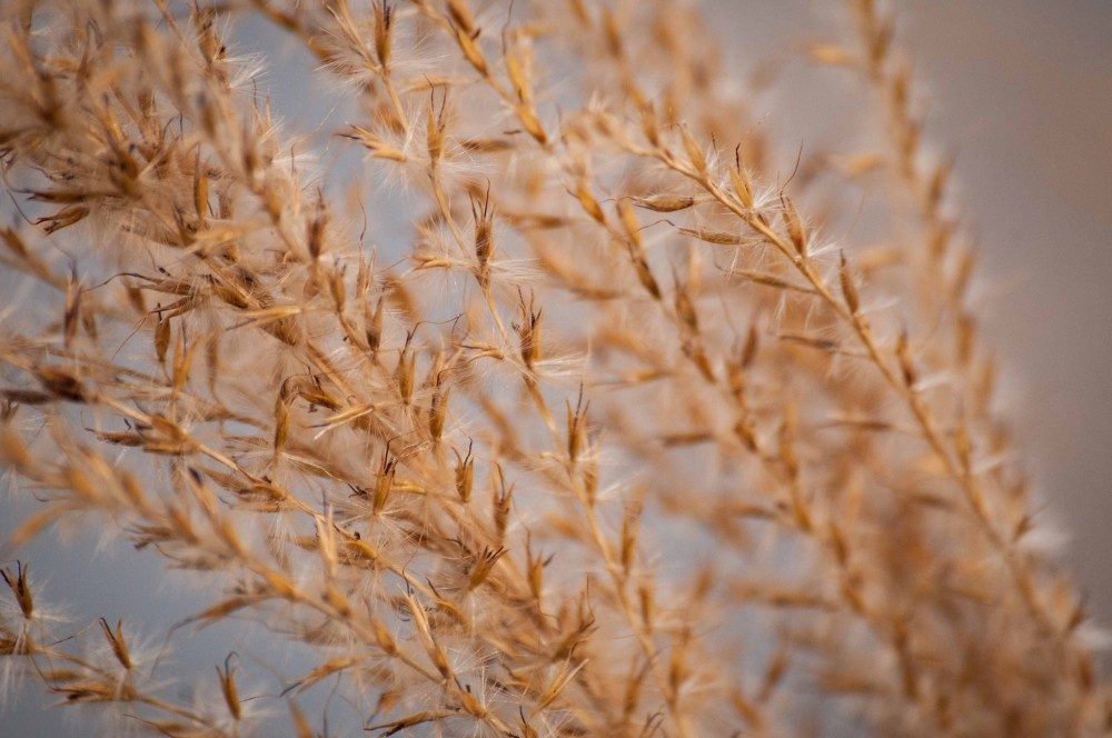 Hope Threshes Wheat in a Winepress