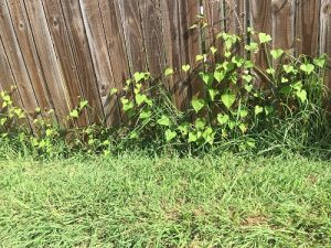 fence-with-heart-leaves