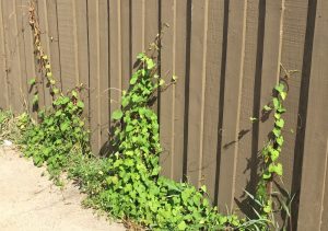 hearts-on-fence