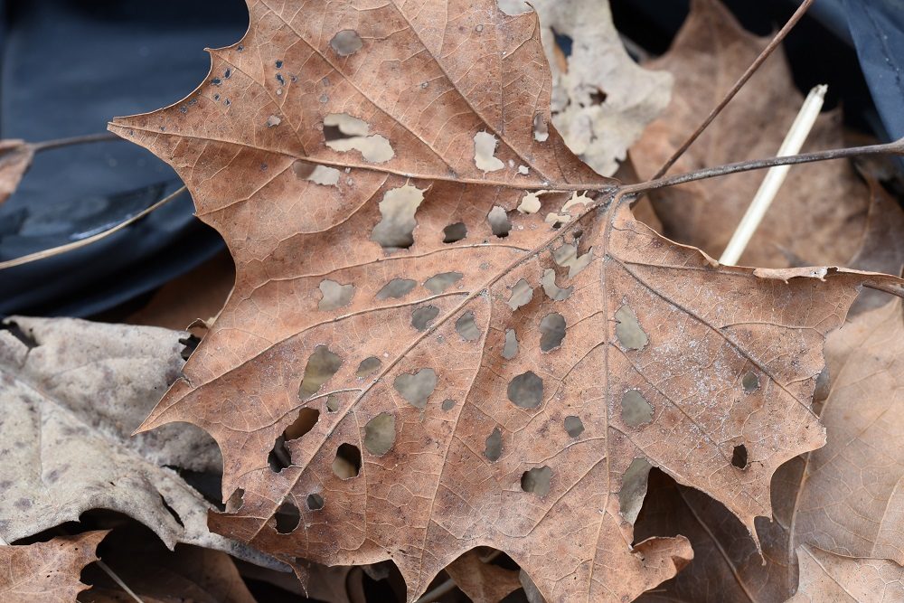 When Holy Leaves Speak……..