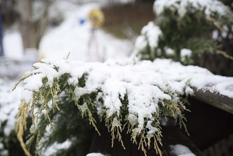 When You’re In A Pit….With A Lion…..On A Snowy Day