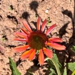 Birthday Grief and Blooming Flowers